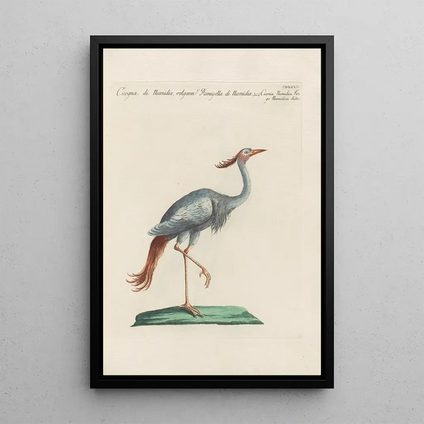 Ornithologia methodice digesta Pl417 - Saverio Manetti — kehystetty taideteos seinällä