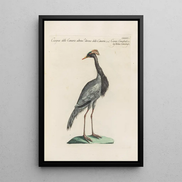Ornithologia methodice digesta Pl418 - Saverio Manetti — kehystetty taideteos seinällä