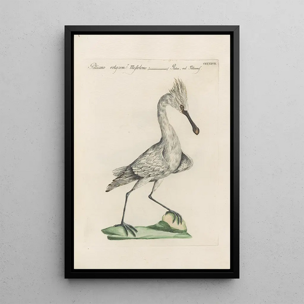 Ornithologia methodice digesta Pl419 - Saverio Manetti — kehystetty taideteos seinällä