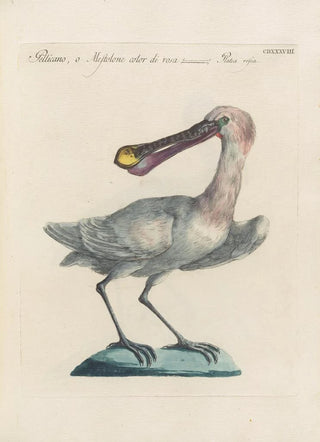 Saverio Manetti - Ornithologia methodice digesta Pl420.webp