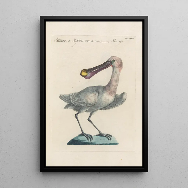 Ornithologia methodice digesta Pl420 - Saverio Manetti — kehystetty taideteos seinällä