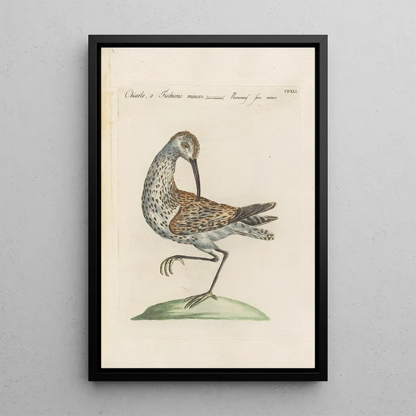 Ornithologia methodice digesta Pl423 - Saverio Manetti — kehystetty taideteos seinällä