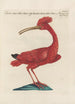 Ornithologia methodice digesta Pl424 - Saverio Manetti — näkymä teoksesta