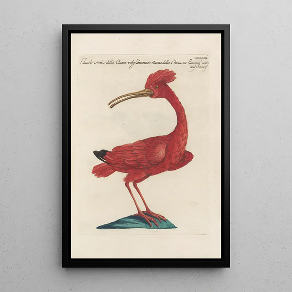 Ornithologia methodice digesta Pl424 - Saverio Manetti — kehystetty taideteos seinällä