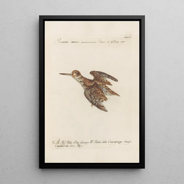 Ornithologia methodice digesta Pl425 - Saverio Manetti — kehystetty taideteos seinällä