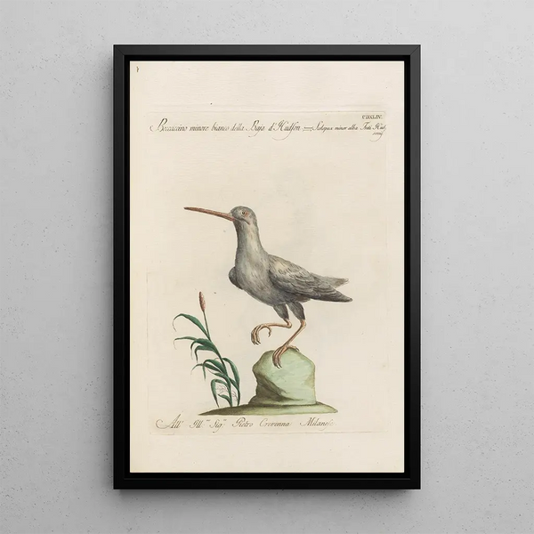 Ornithologia methodice digesta Pl426 - Saverio Manetti — kehystetty taideteos seinällä