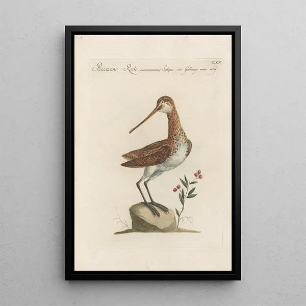 Ornithologia methodice digesta Pl427 - Saverio Manetti — kehystetty taideteos seinällä