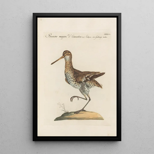 Ornithologia methodice digesta Pl428 - Saverio Manetti — kehystetty taideteos seinällä