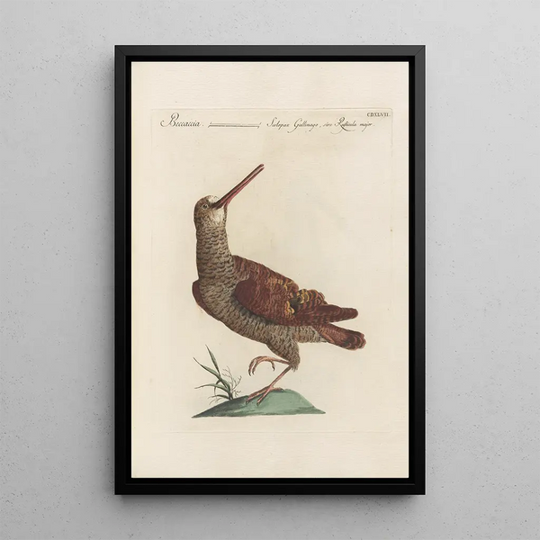 Ornithologia methodice digesta Pl429 - Saverio Manetti — kehystetty taideteos seinällä