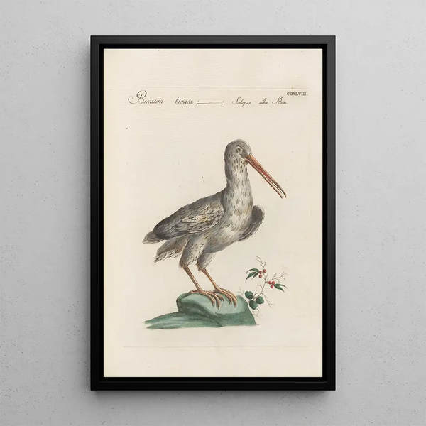 Ornithologia methodice digesta Pl430 - Saverio Manetti — kehystetty taideteos seinällä