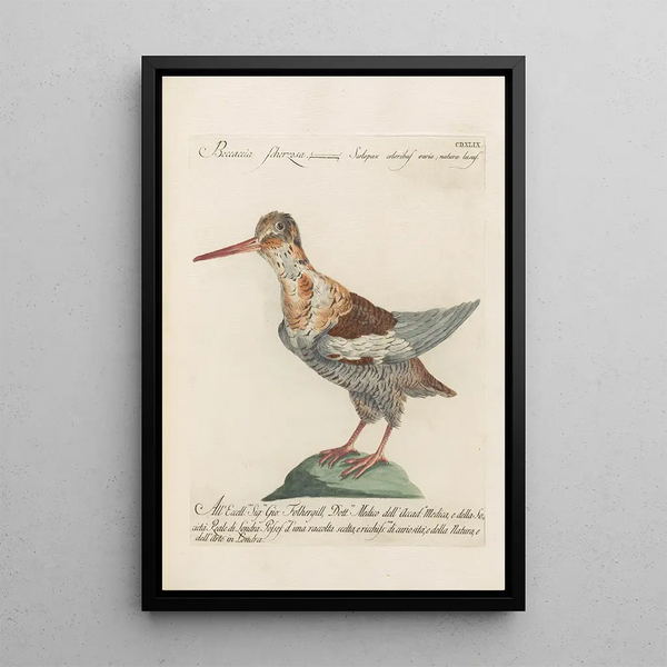Ornithologia methodice digesta Pl431 - Saverio Manetti — kehystetty taideteos seinällä