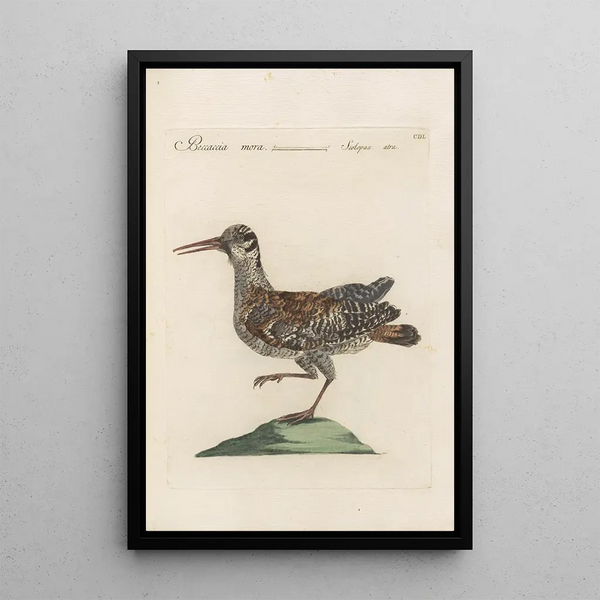 Ornithologia methodice digesta Pl432 - Saverio Manetti — kehystetty taideteos seinällä