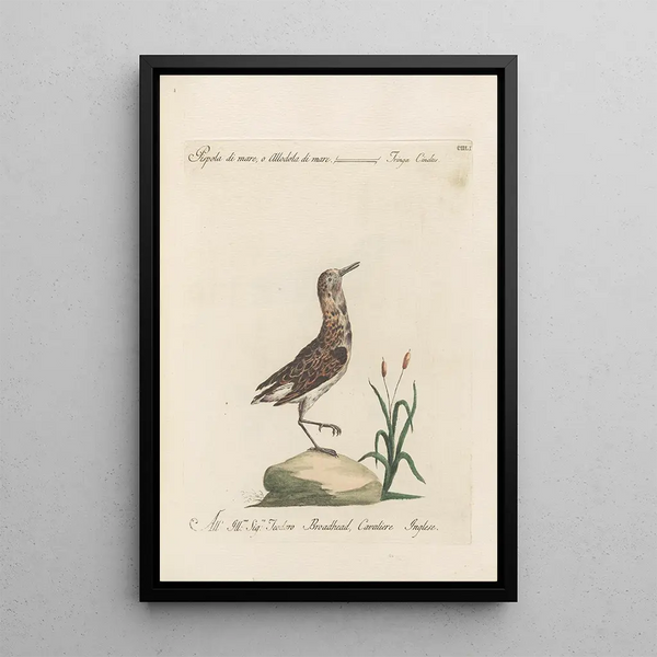 Ornithologia methodice digesta Pl433 - Saverio Manetti — kehystetty taideteos seinällä