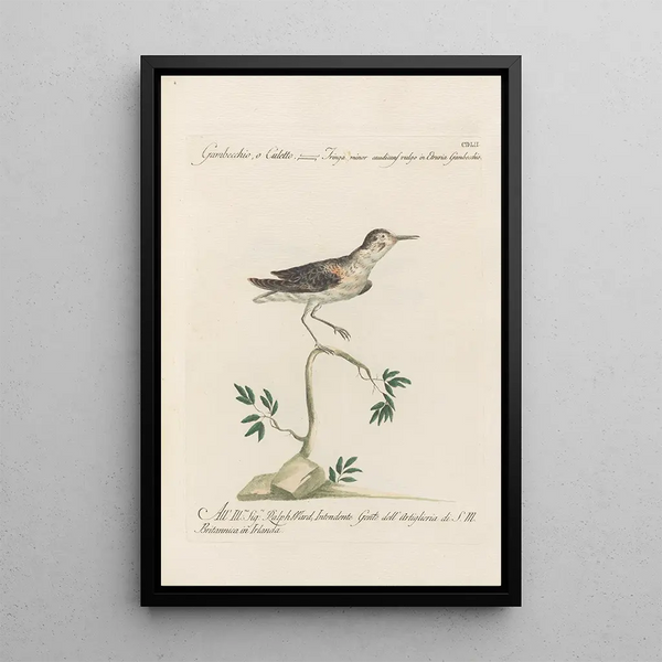 Ornithologia methodice digesta Pl434 - Saverio Manetti — kehystetty taideteos seinällä