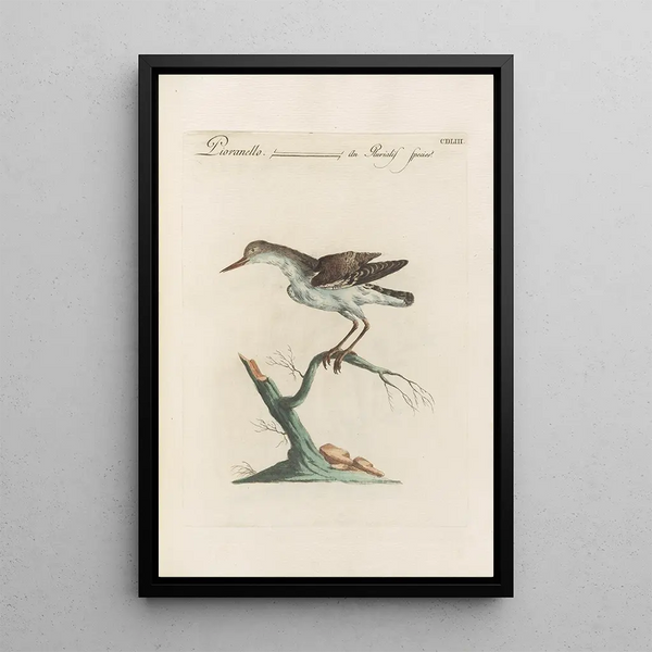 Ornithologia methodice digesta Pl435 - Saverio Manetti — kehystetty taideteos seinällä
