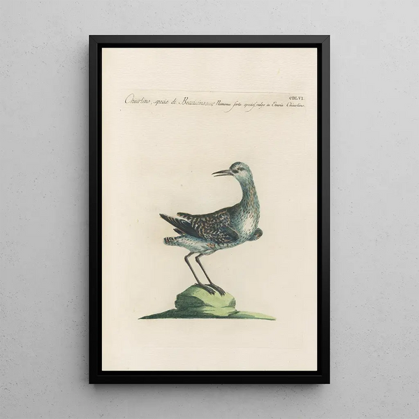 Ornithologia methodice digesta Pl438 - Saverio Manetti — kehystetty taideteos seinällä