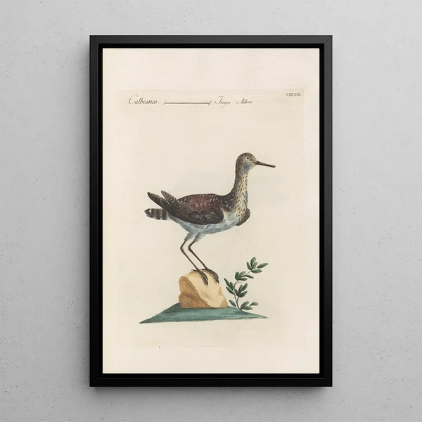 Ornithologia methodice digesta Pl439 - Saverio Manetti — kehystetty taideteos seinällä