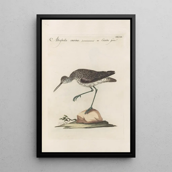 Ornithologia methodice digesta Pl440 - Saverio Manetti — kehystetty taideteos seinällä
