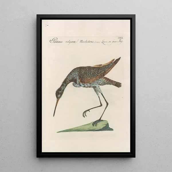 Ornithologia methodice digesta Pl442 - Saverio Manetti — kehystetty taideteos seinällä
