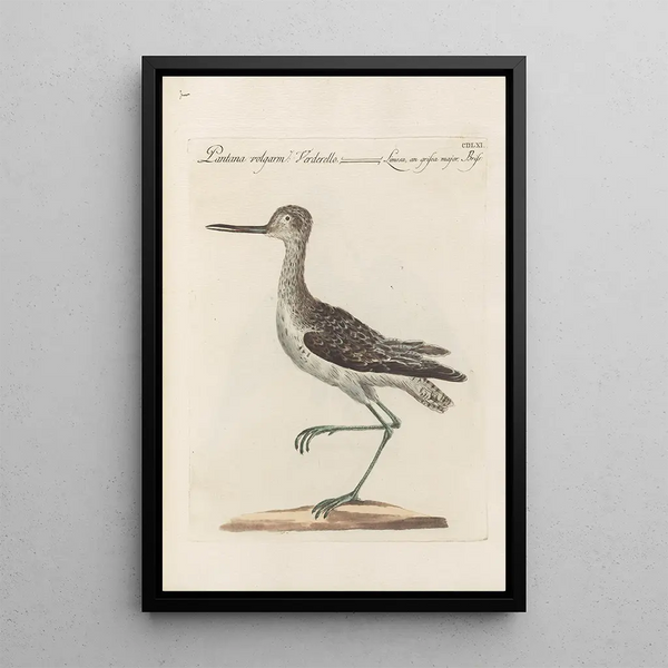 Ornithologia methodice digesta Pl443 - Saverio Manetti — kehystetty taideteos seinällä