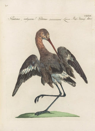 Saverio Manetti - Ornithologia methodice digesta Pl444.webp