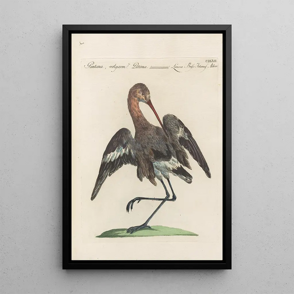 Ornithologia methodice digesta Pl444 - Saverio Manetti — kehystetty taideteos seinällä