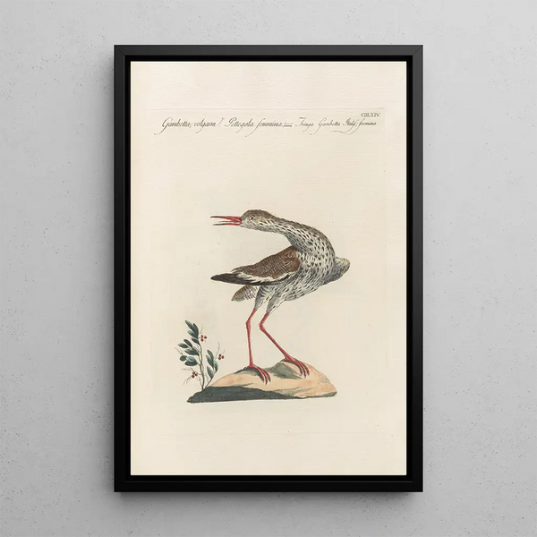Ornithologia methodice digesta Pl446 - Saverio Manetti — kehystetty taideteos seinällä