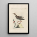Ornithologia methodice digesta Pl447 - Saverio Manetti — kehystetty taideteos seinällä