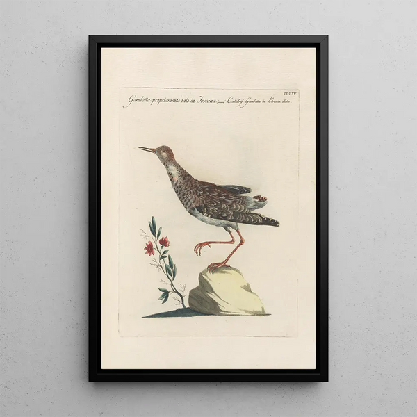 Ornithologia methodice digesta Pl447 - Saverio Manetti — kehystetty taideteos seinällä
