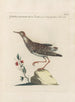 Ornithologia methodice digesta Pl447 - Saverio Manetti — näkymä teoksesta