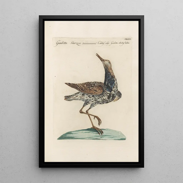 Ornithologia methodice digesta Pl448 - Saverio Manetti — kehystetty taideteos seinällä