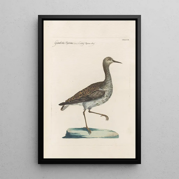 Ornithologia methodice digesta Pl450 - Saverio Manetti — kehystetty taideteos seinällä