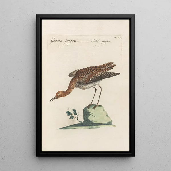Ornithologia methodice digesta Pl451 - Saverio Manetti — kehystetty taideteos seinällä