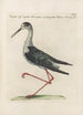 Ornithologia methodice digesta Pl452 - Saverio Manetti — näkymä teoksesta