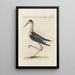 Ornithologia methodice digesta Pl452 - Saverio Manetti — kehystetty taideteos seinällä
