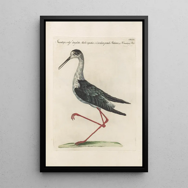 Ornithologia methodice digesta Pl452 - Saverio Manetti — kehystetty taideteos seinällä
