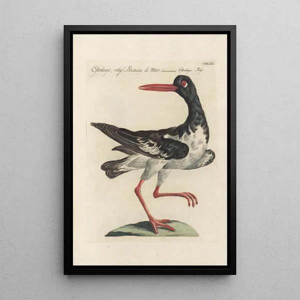 Ornithologia methodice digesta Pl453 - Saverio Manetti — kehystetty taideteos seinällä