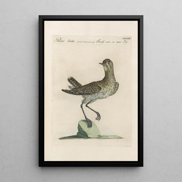 Ornithologia methodice digesta Pl455 - Saverio Manetti — kehystetty taideteos seinällä