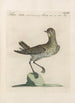 Ornithologia methodice digesta Pl455 - Saverio Manetti — näkymä teoksesta