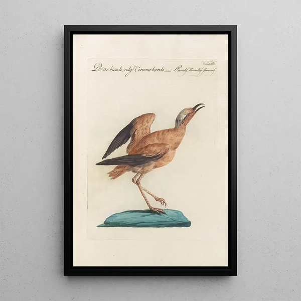 Ornithologia methodice digesta Pl456 - Saverio Manetti — kehystetty taideteos seinällä