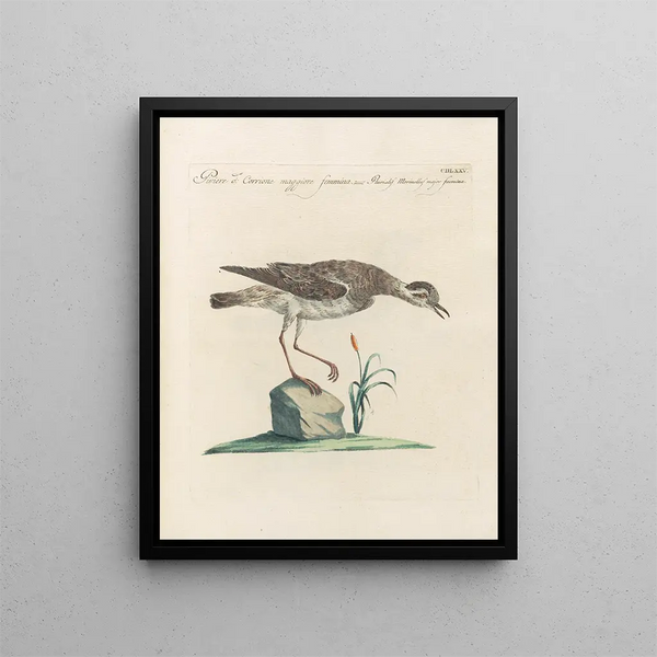 Saverio Manetti - Ornithologia methodice digesta Pl457.webp