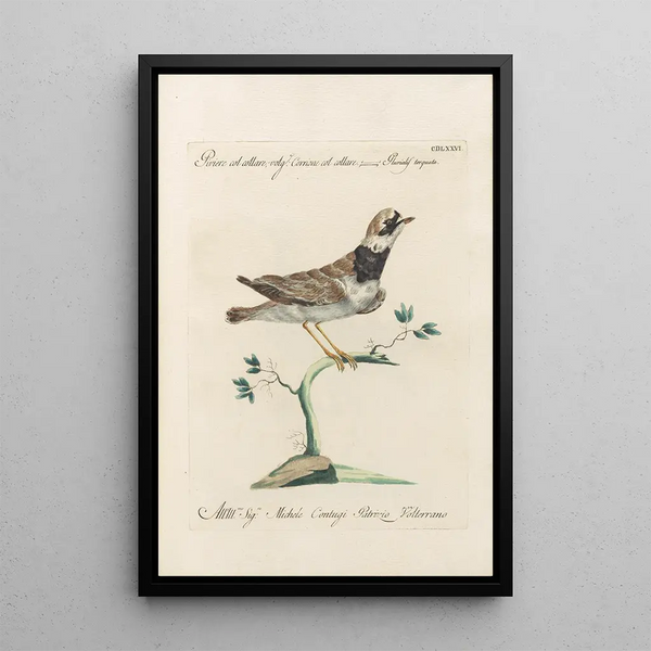 Ornithologia methodice digesta Pl458 - Saverio Manetti — kehystetty taideteos seinällä