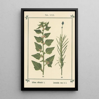 Sebastian Kneipp - Plantatlas to My watercure Pl02.webp