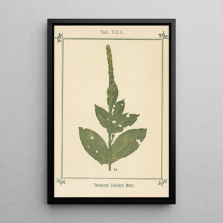 Sebastian Kneipp - Plantatlas to My watercure Pl09.webp