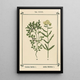 Sebastian Kneipp - Plantatlas to My watercure Pl12.webp