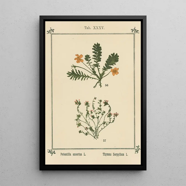 Sebastian Kneipp - Plantatlas to My watercure Pl15.webp