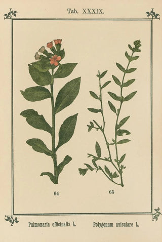 Sebastian Kneipp - Plantatlas to My watercure Pl19.webp