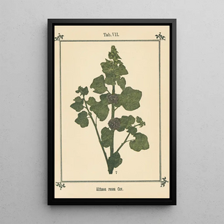 Sebastian Kneipp - Plantatlas to My watercure Pl27.webp