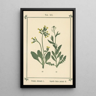 Sebastian Kneipp - Plantatlas to My watercure Pl32.webp