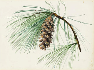 Sergey Chekhonin - A pine cone spray.webp